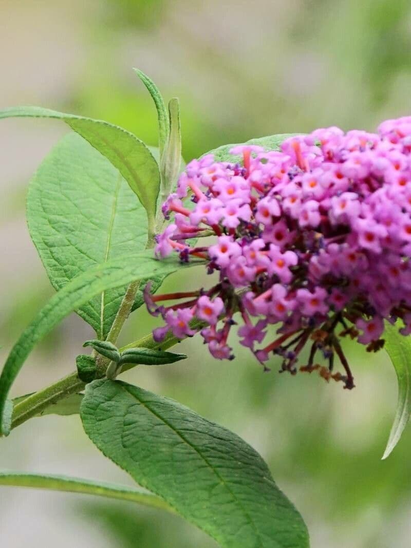 Buddleja 15