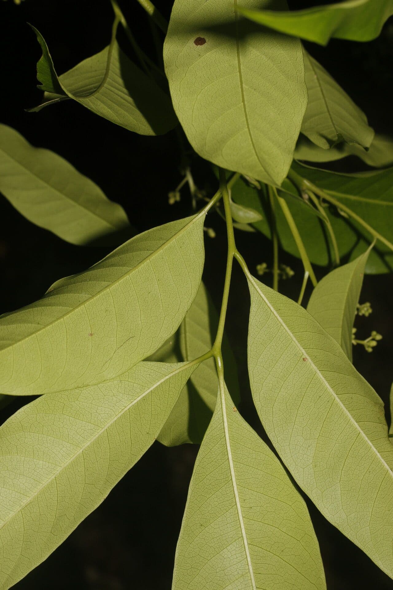Trichilia 11