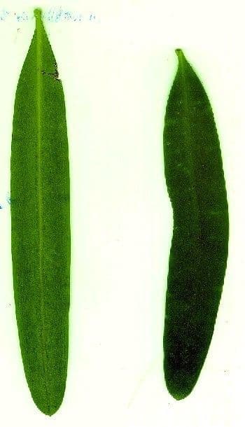 Podocarpo 10