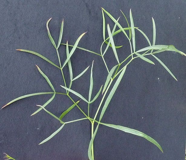 Peucedano gallico 23