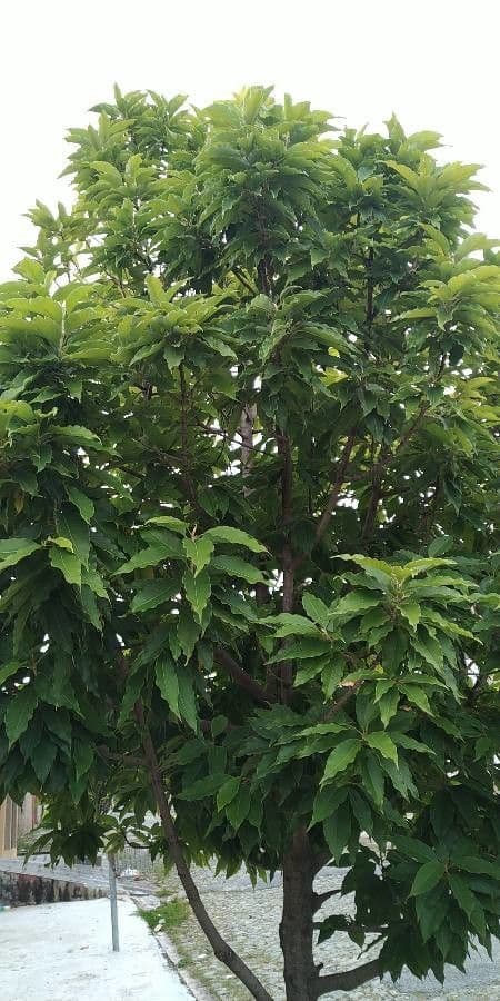Magnolia champaca 12