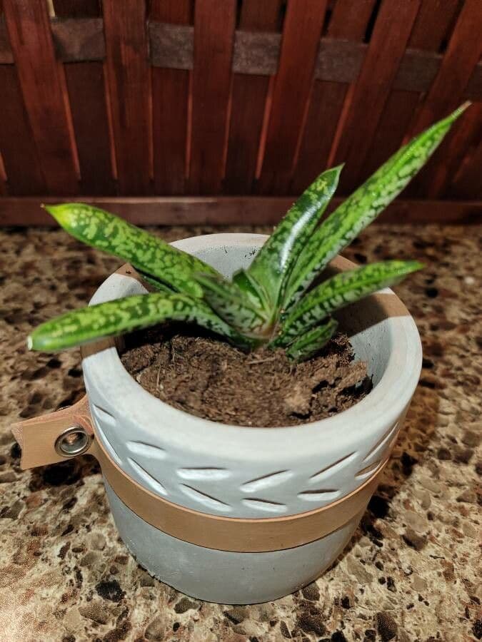 Gasteria 4