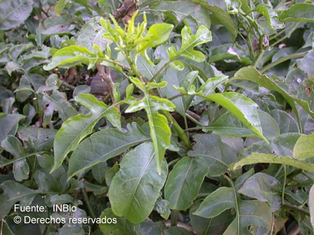 Solanum nudo 12