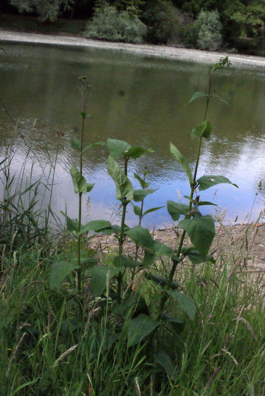 Krtičník pútnik 14
