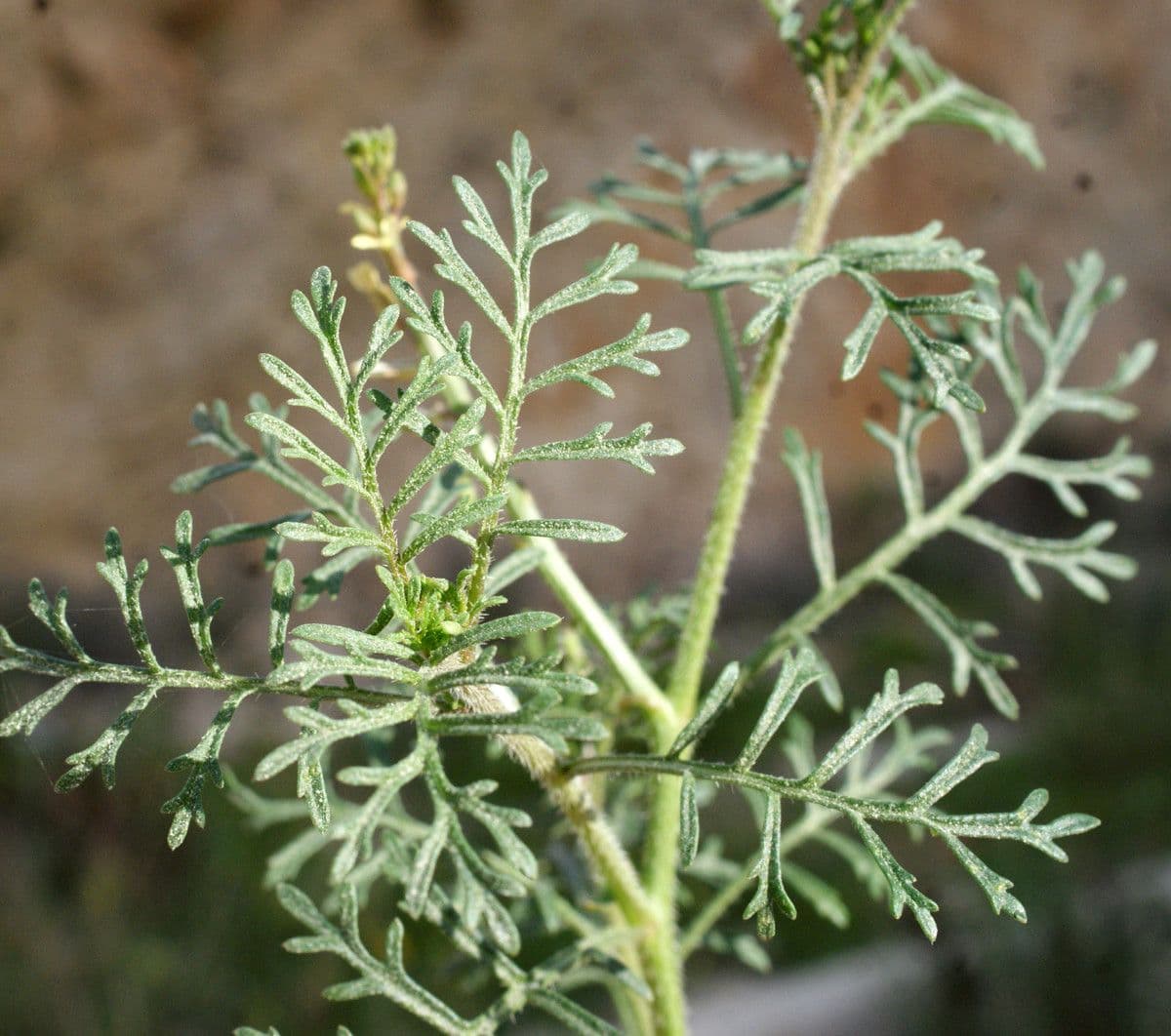 Löffelkohl 18