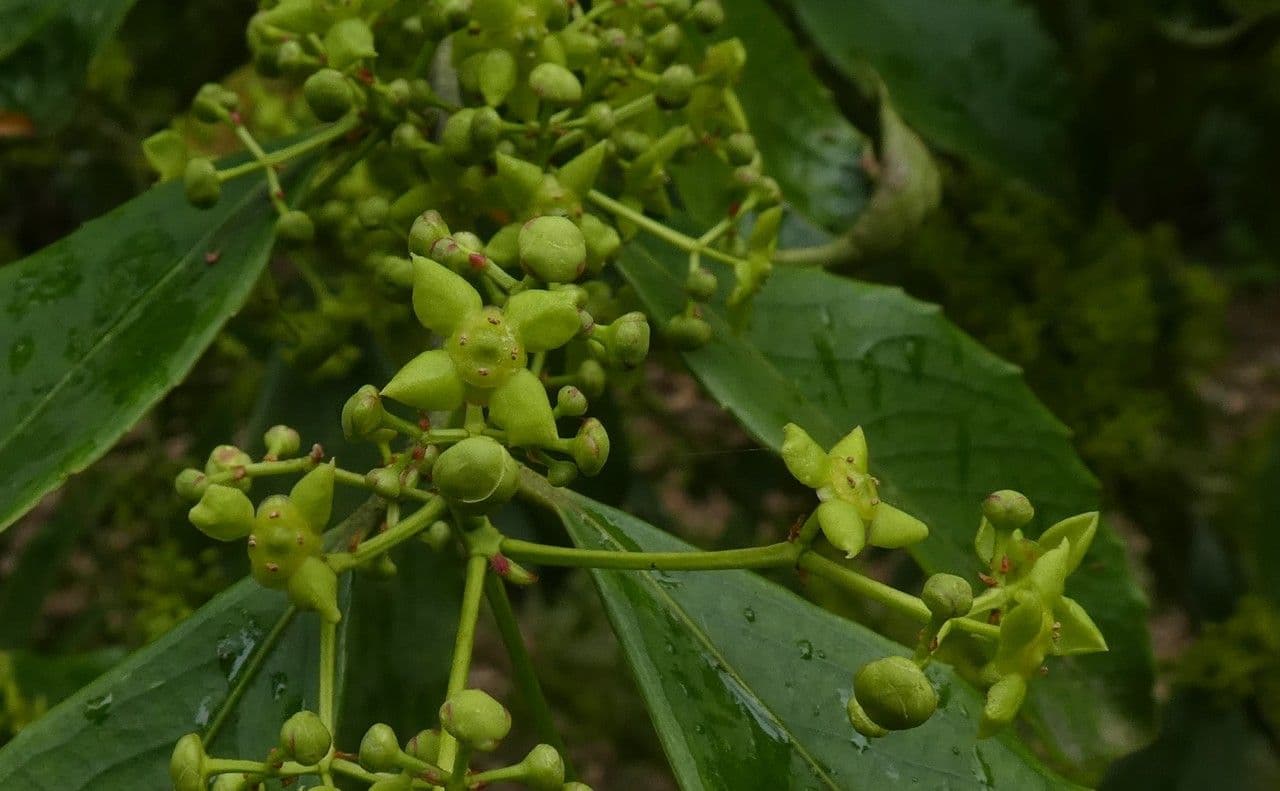 Euonymus myrianthus 6