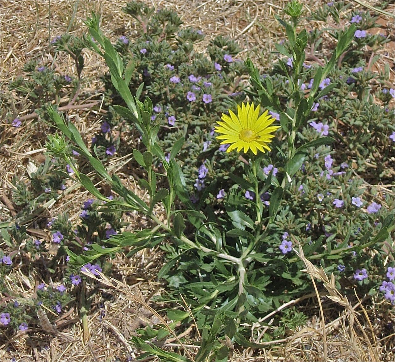 Xanthisma texaské 5