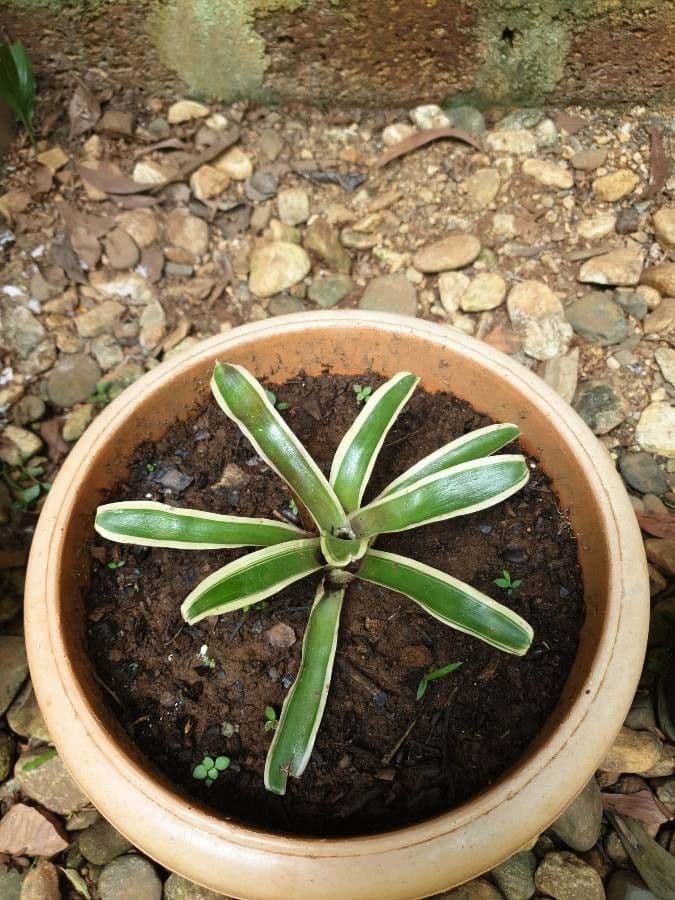Bromelia arrossata 6