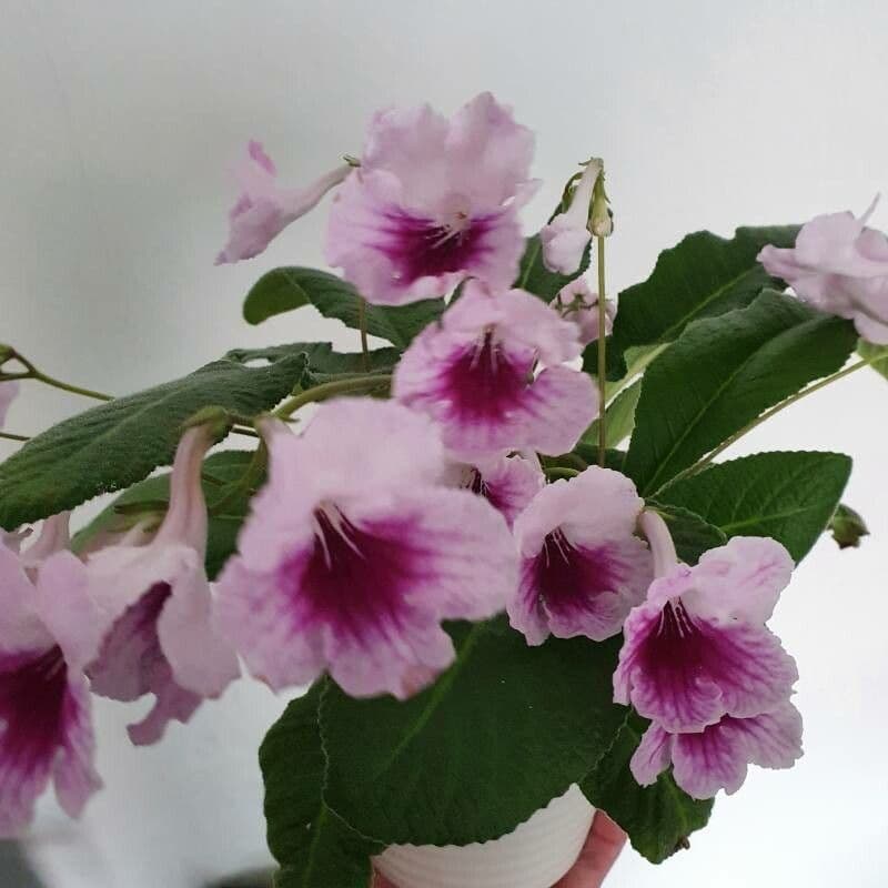 Primula del Capo 4