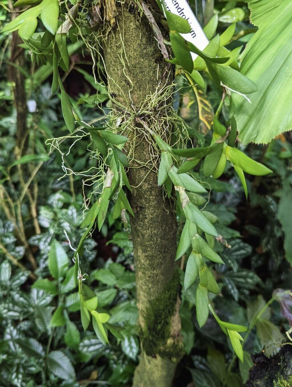 Dendrobium