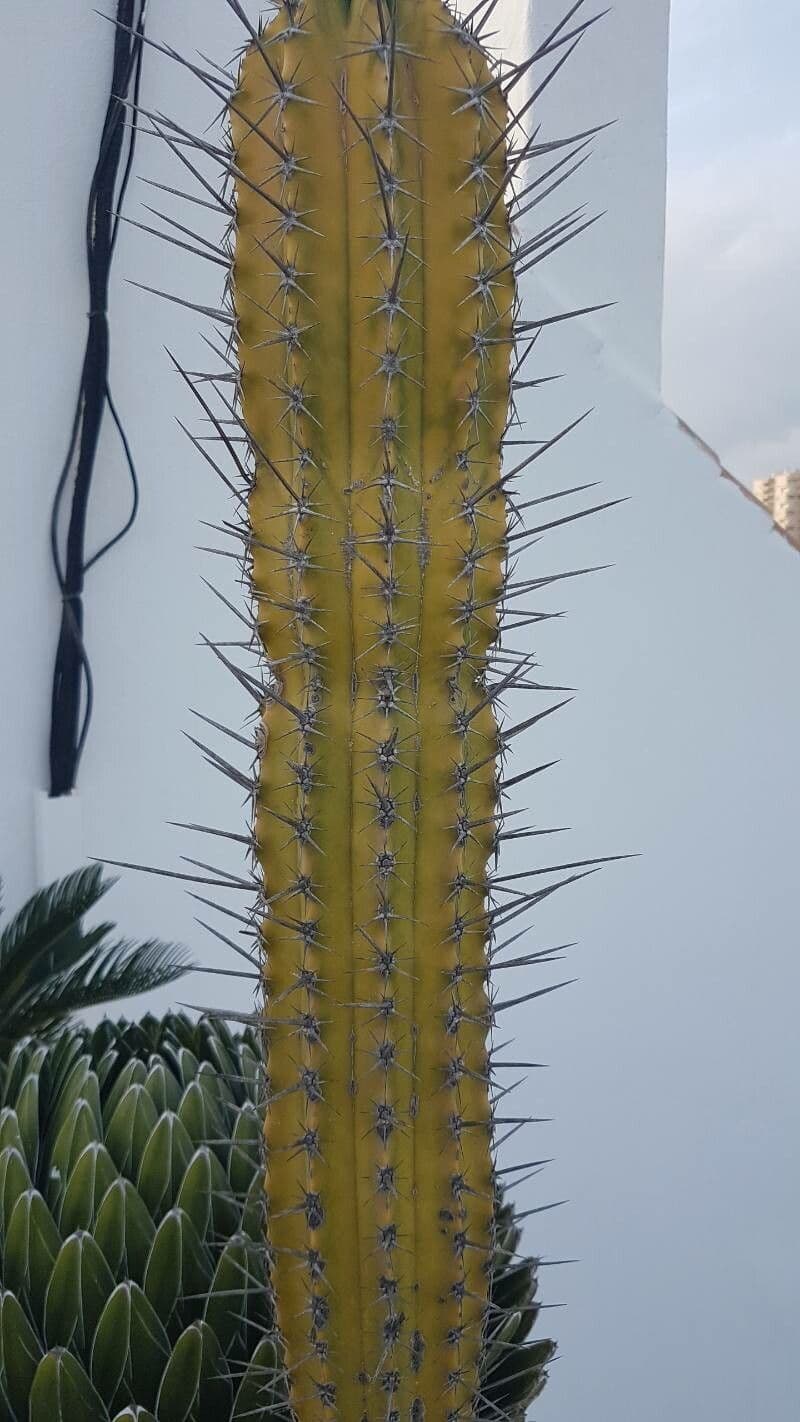 Cactus organo 17