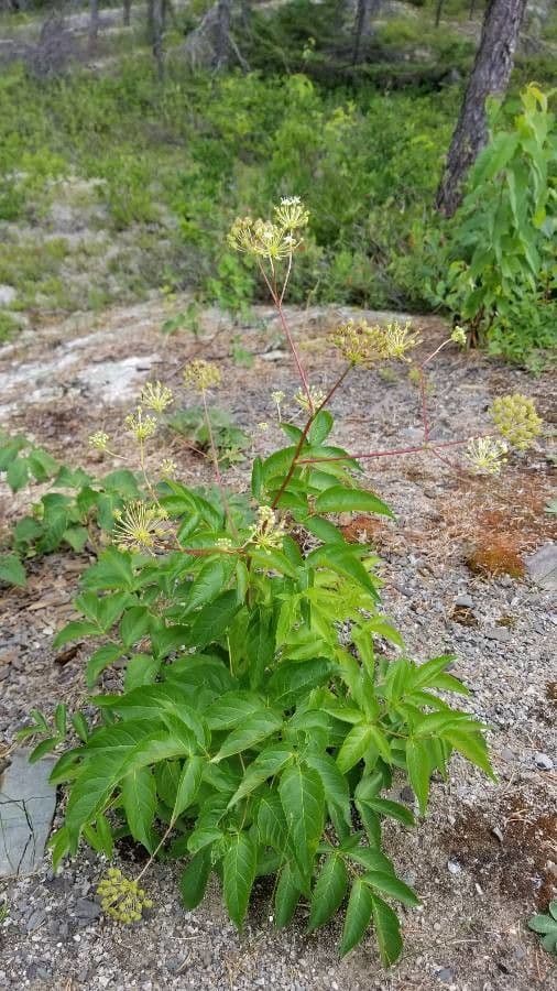 Aralia 17