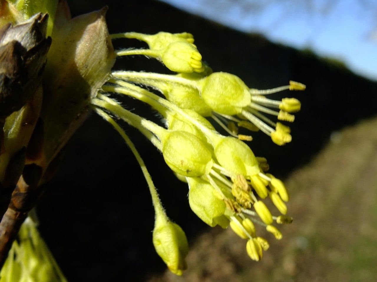 Acirón 7