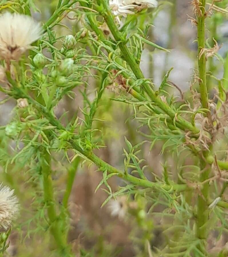 Baccharis 10