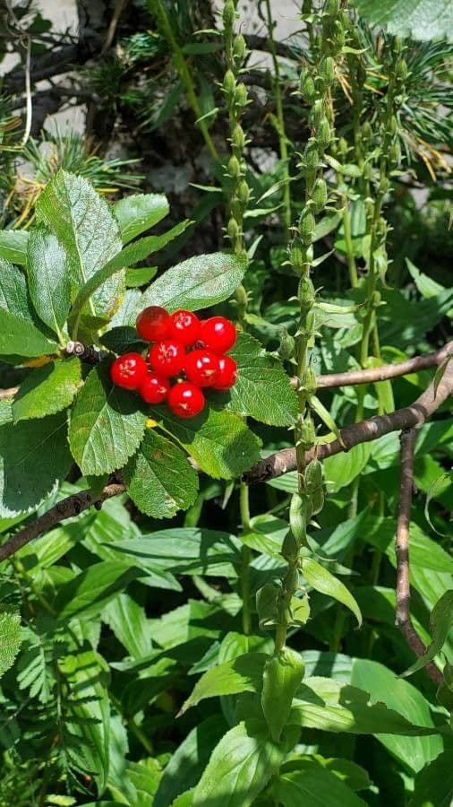 Cotonéaster alpin 4