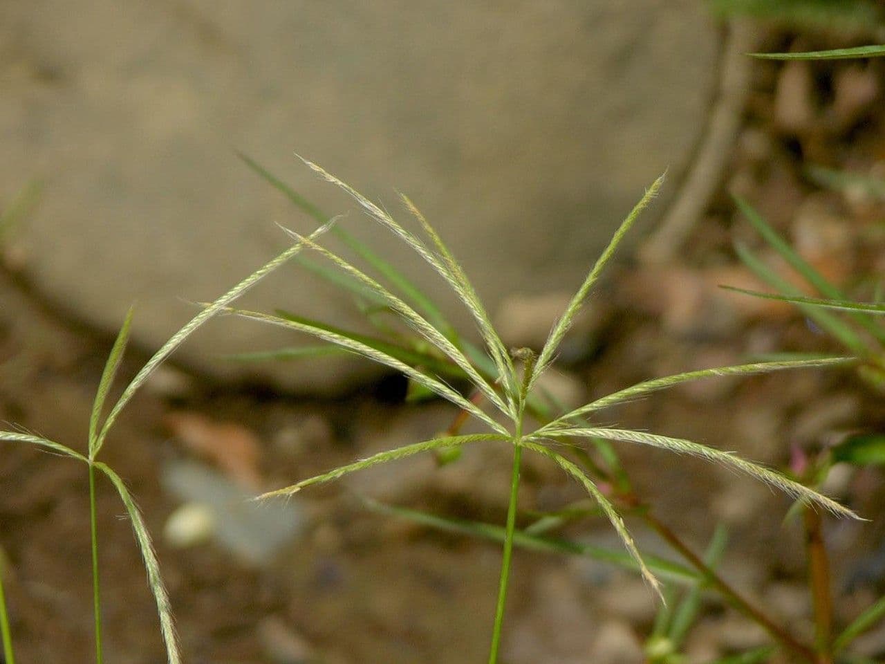 Chloris promienna 4