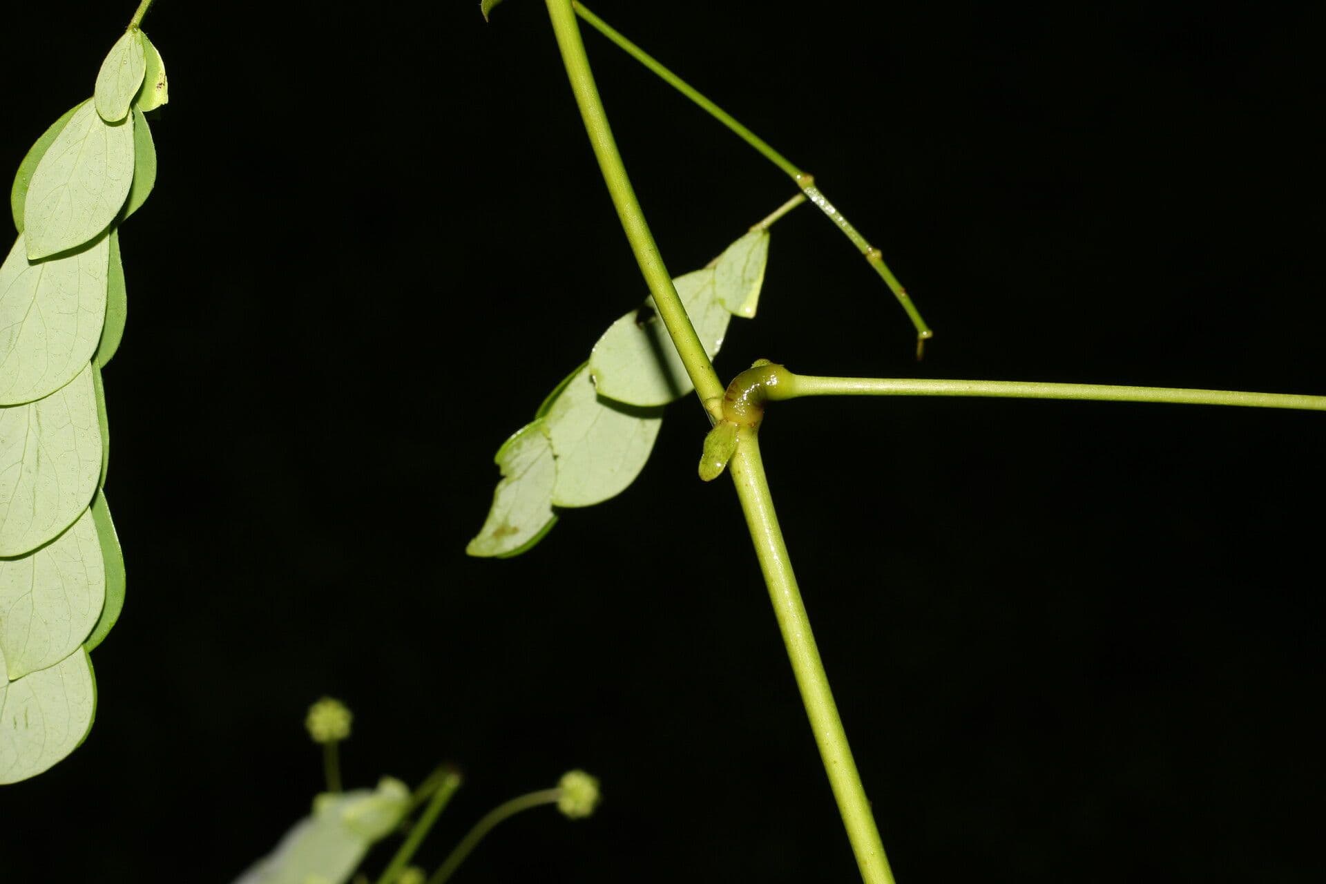 Schott's stickpea 21