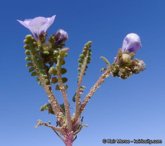 Fremonts Phacelia 6