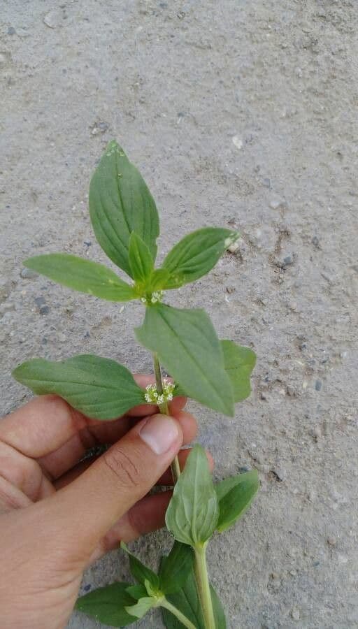Mitracarpus hirtus 14