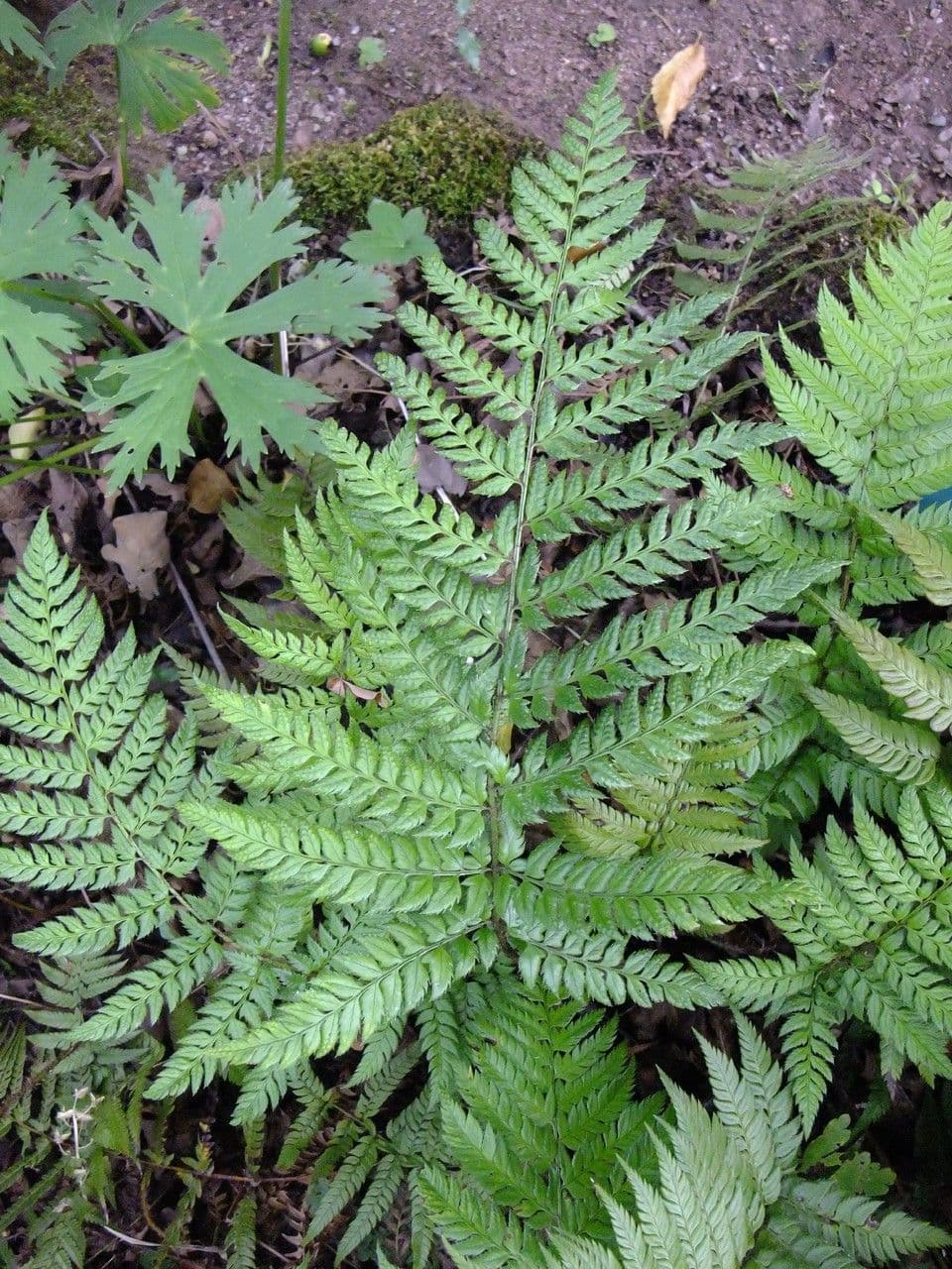 Polystichum 10