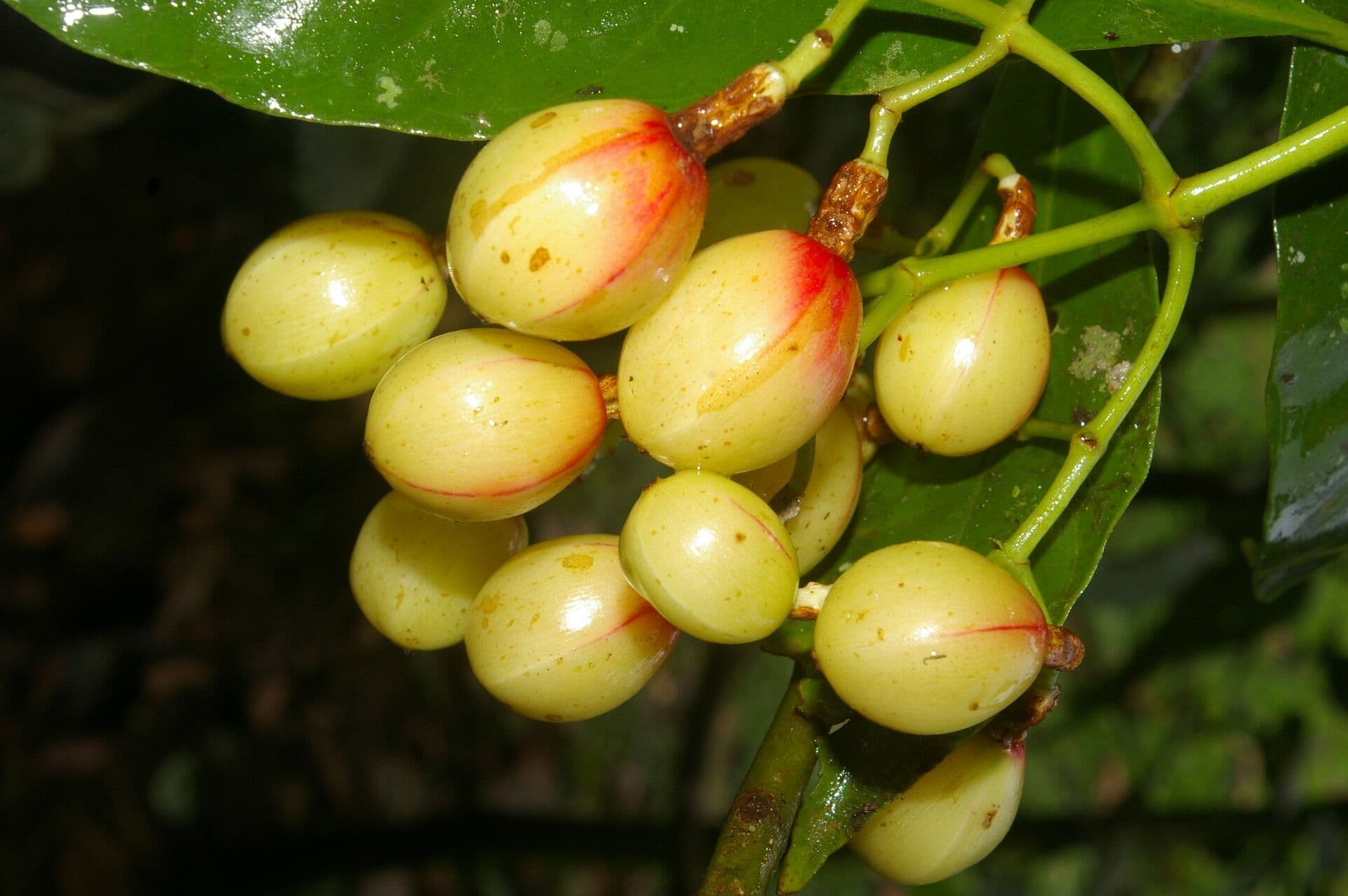 Chrysochlamys glauca 5
