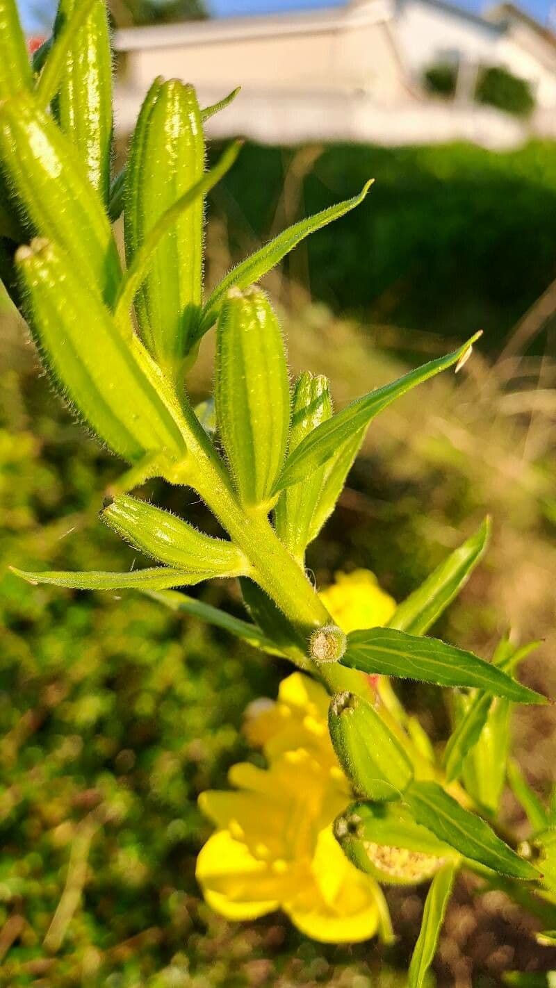Enagra parviflora
