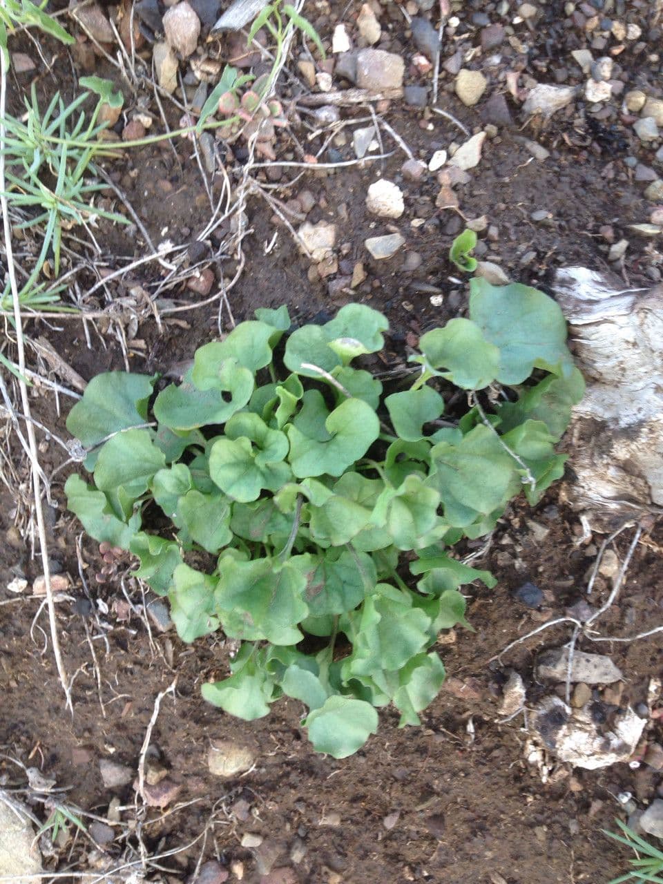 Dichondra 4