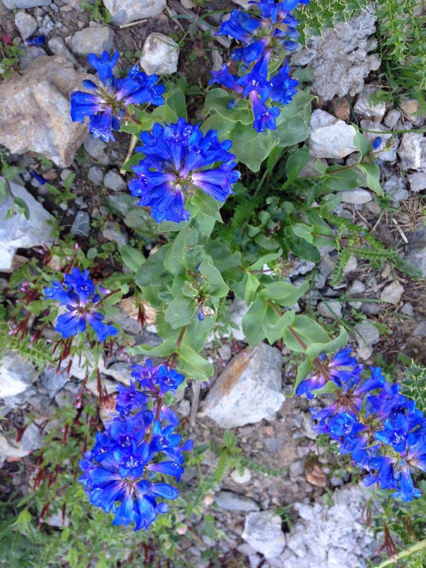 Penstemon cyananthus 8