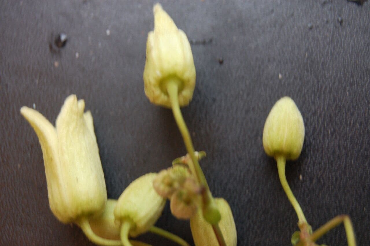 Clematis connata 2
