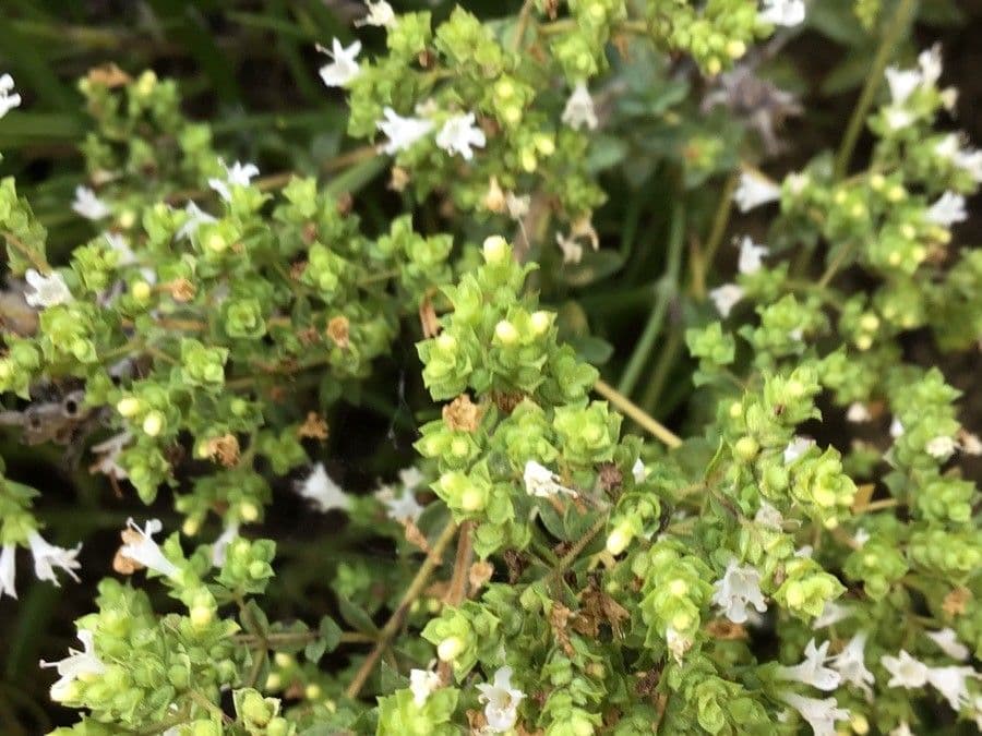 Campanula 7