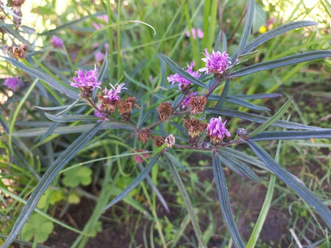 Lessingianthus rubricaulis 3