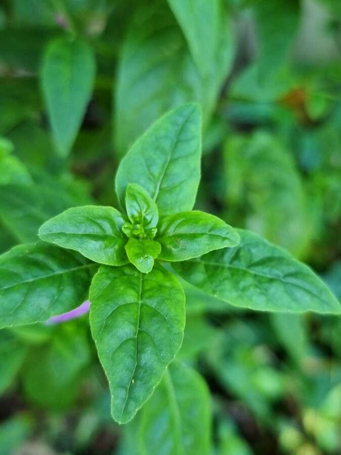 Ala piegata ramificata 14