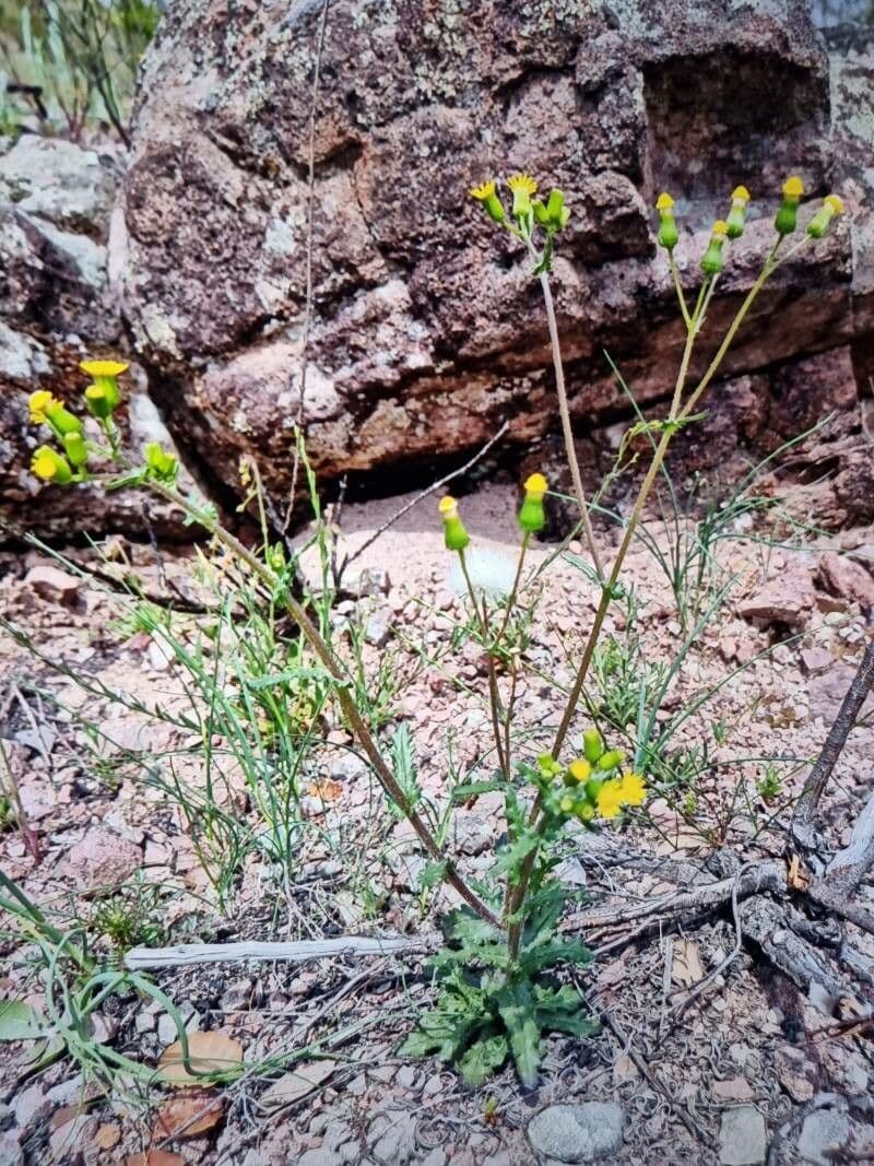 Senecio livido 10