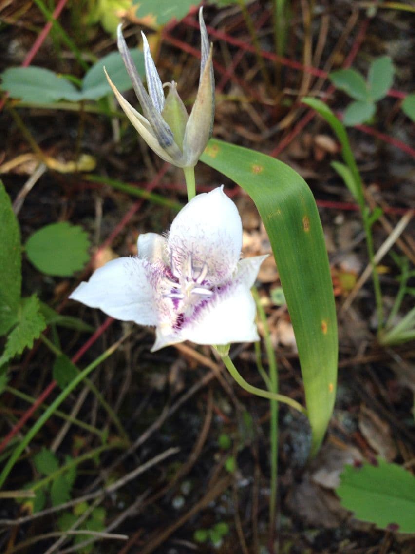 Calochortus 2