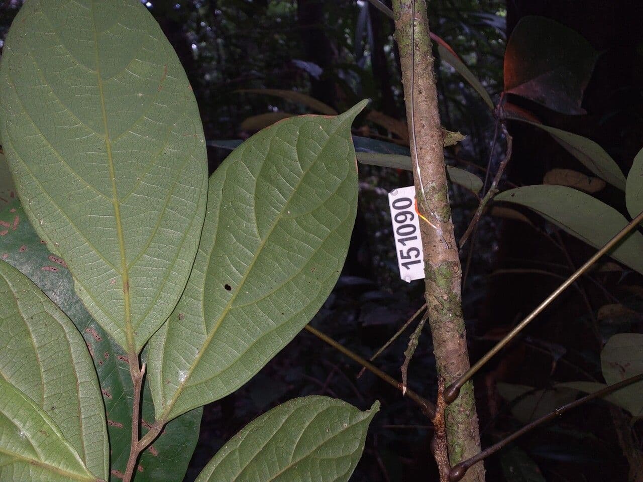Ocotea 4