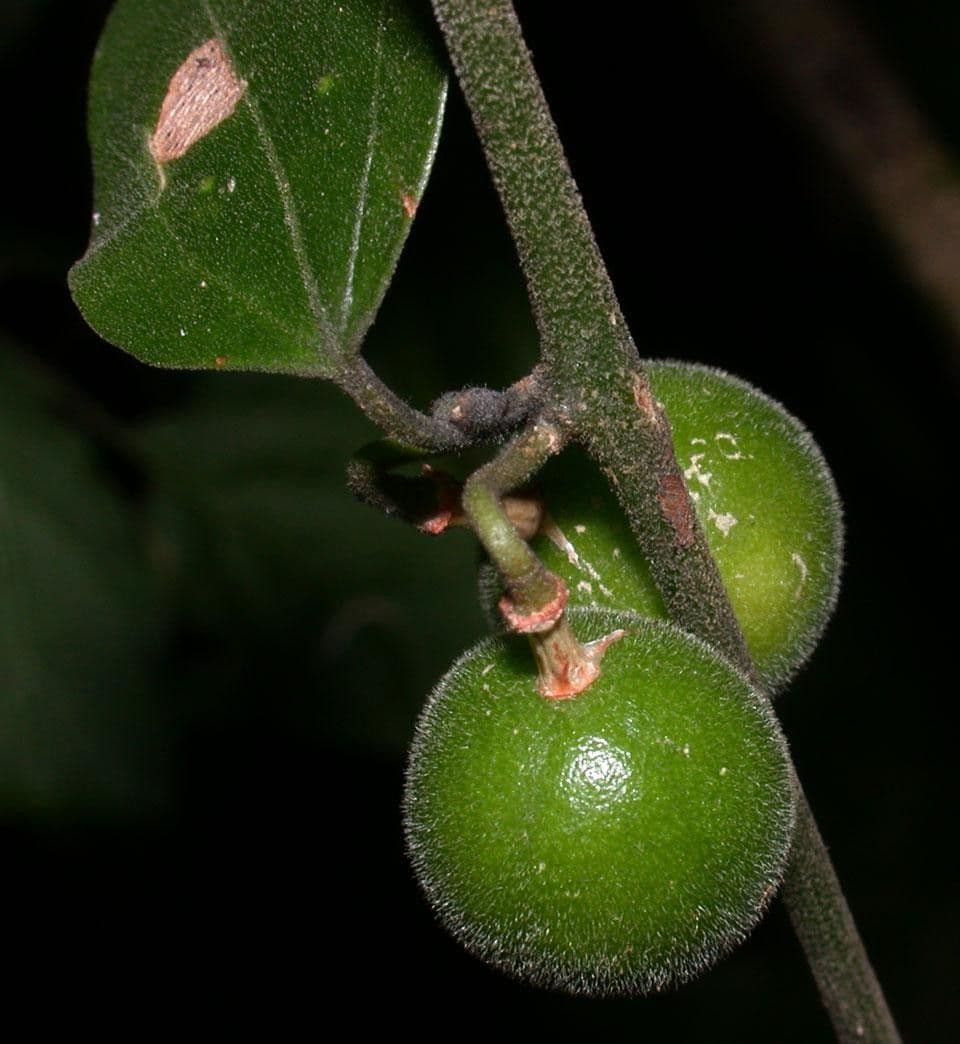 Passiflore auriculée