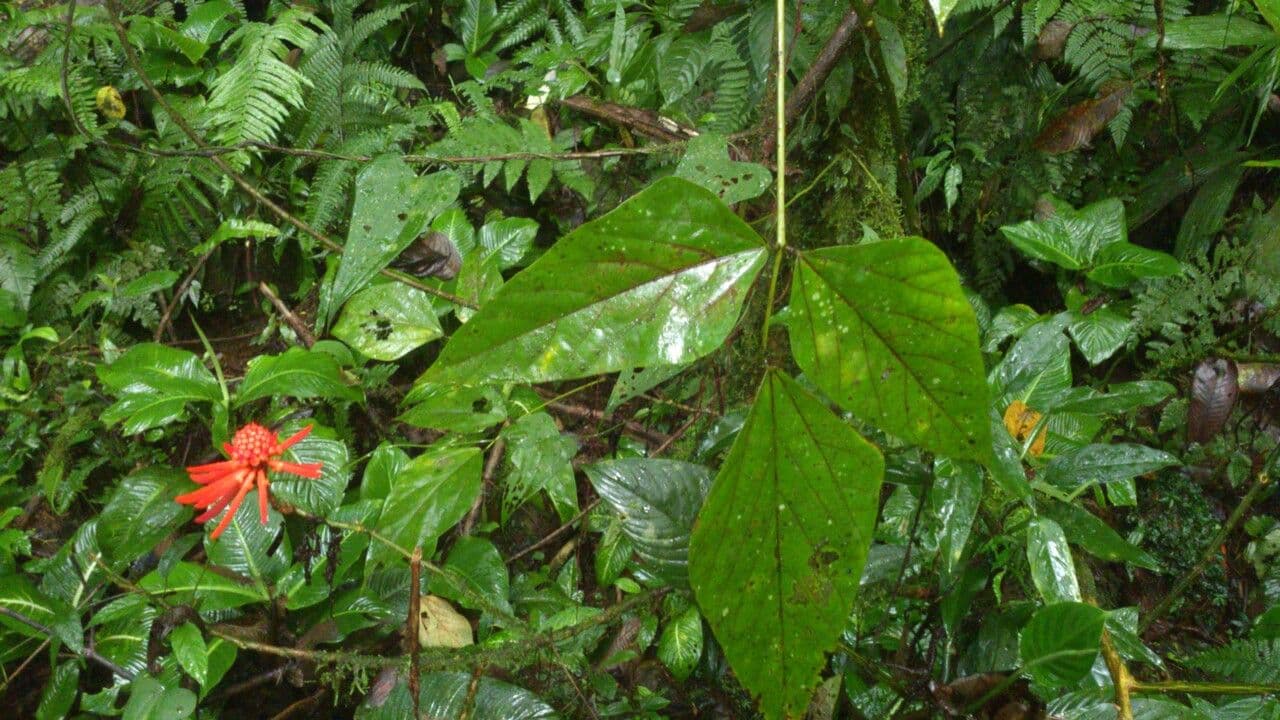 Erythrina garbatá 15