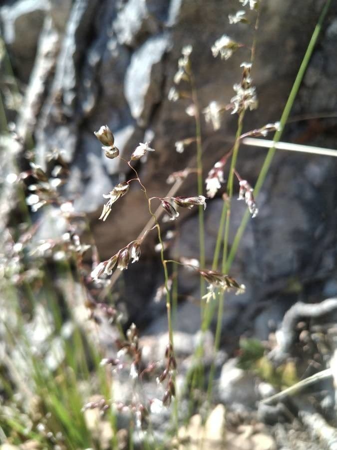 Small melick 7