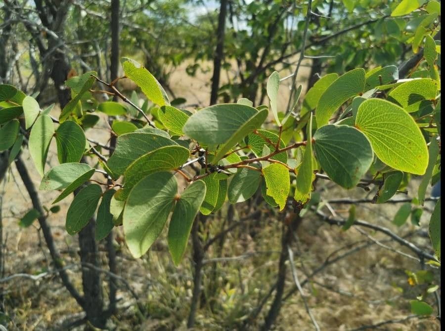 Mopane 6