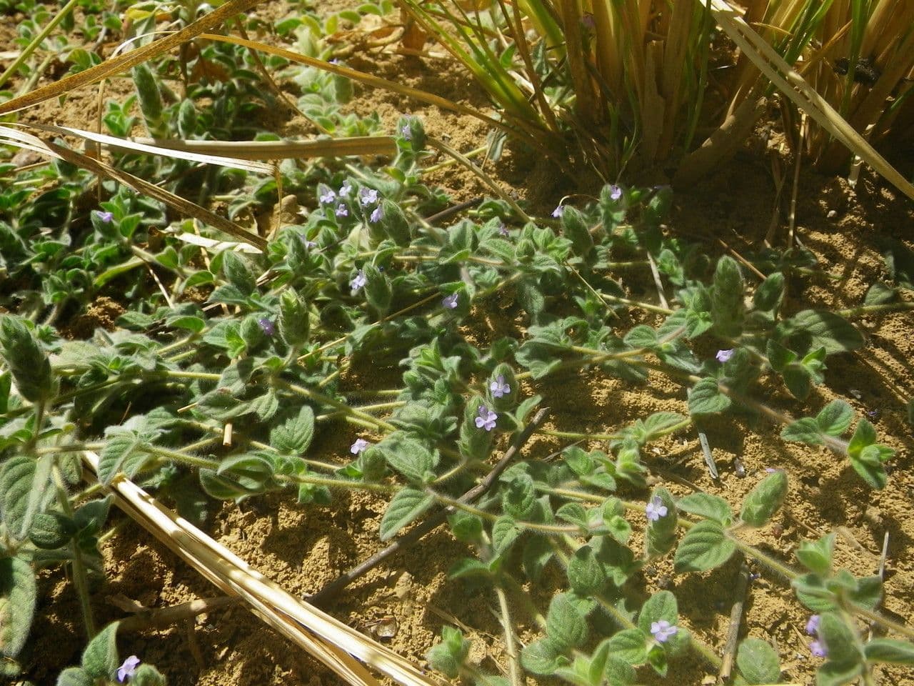 Nelsonia canescens 14