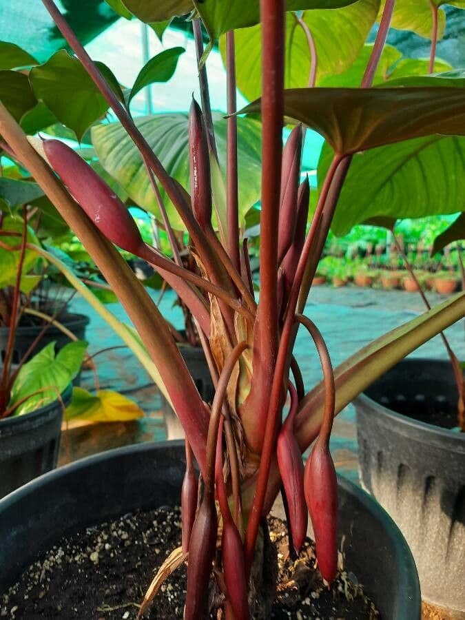 Homalomena 11