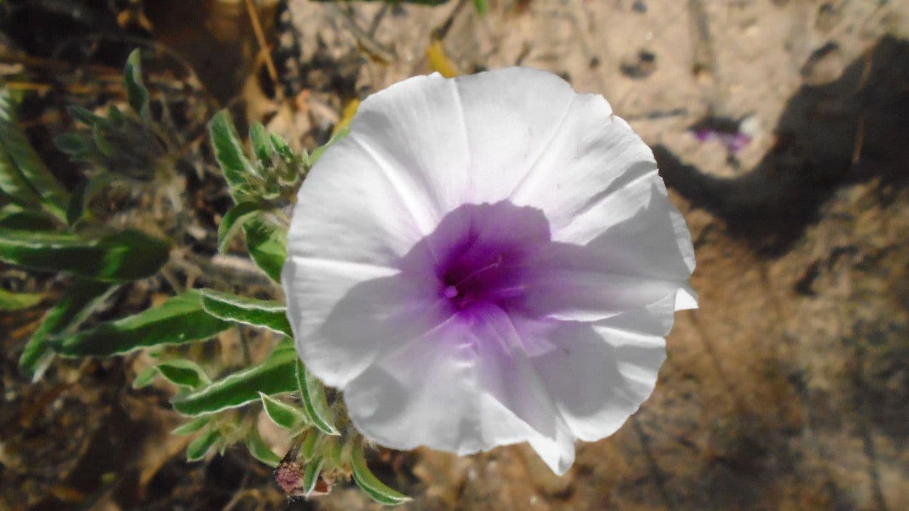 Ipomea argentea