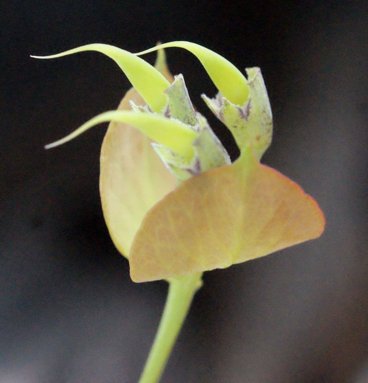 Daviesia cordata 2