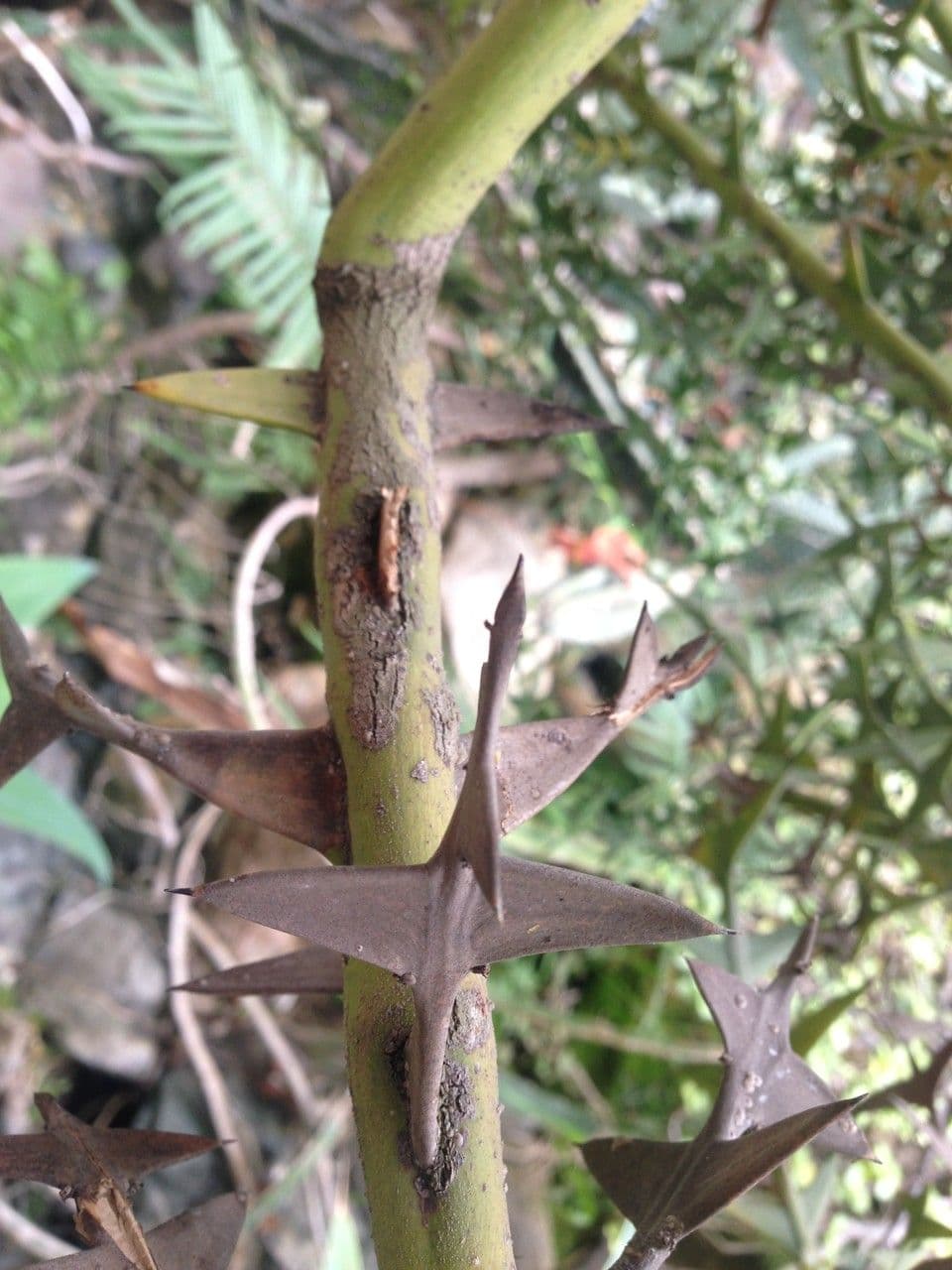 Colletia 21