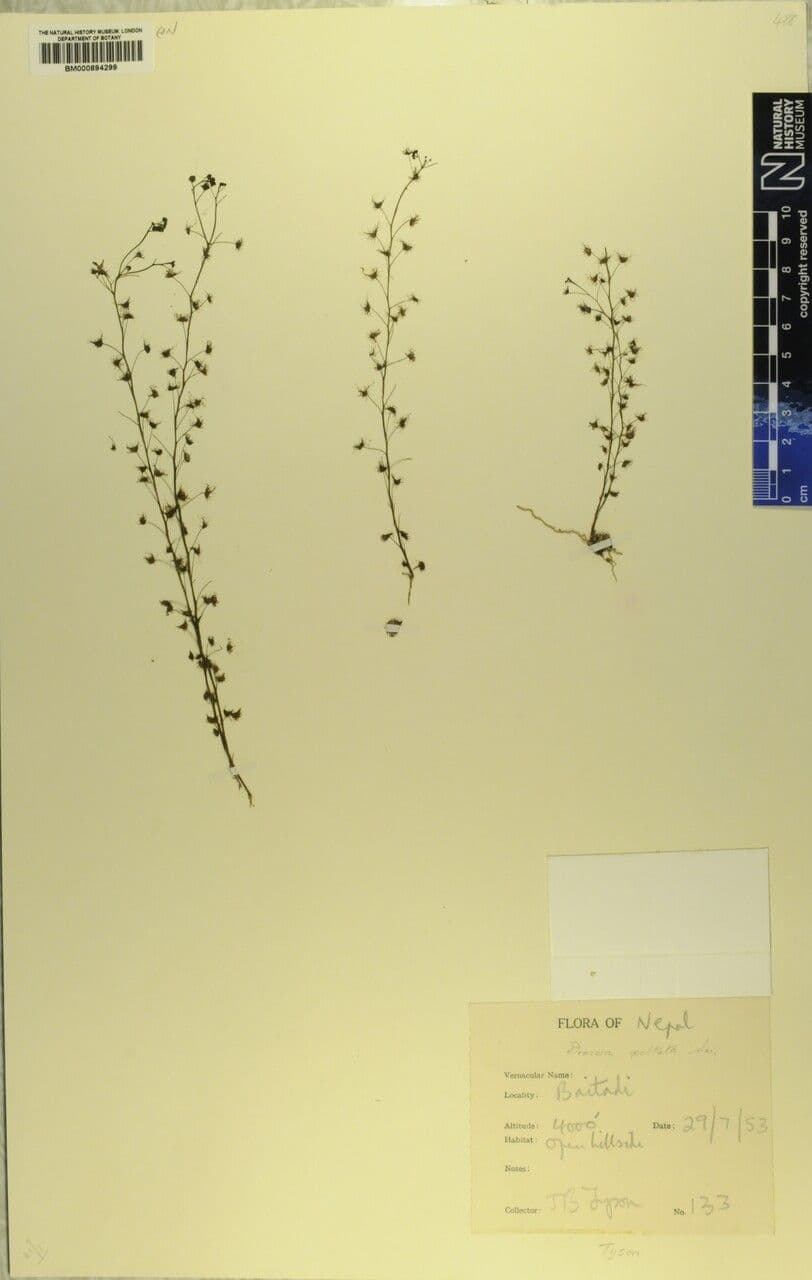 Drosera peltata 6