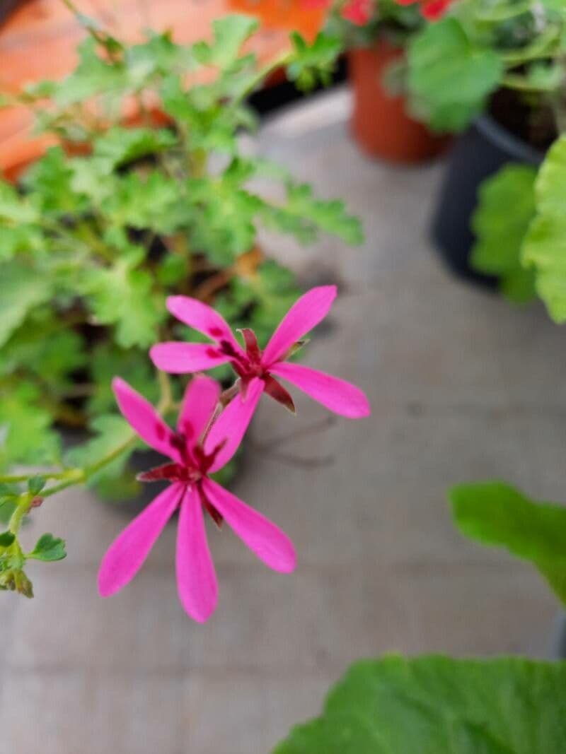 Geranium 3