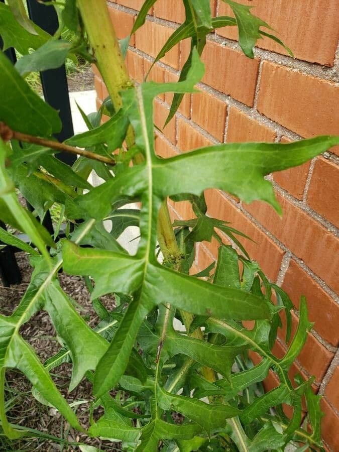 Lactuca 15