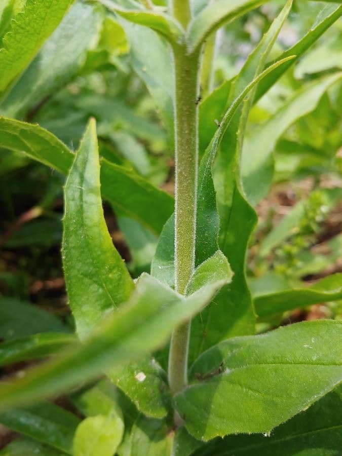 Penstemon pallidus 14