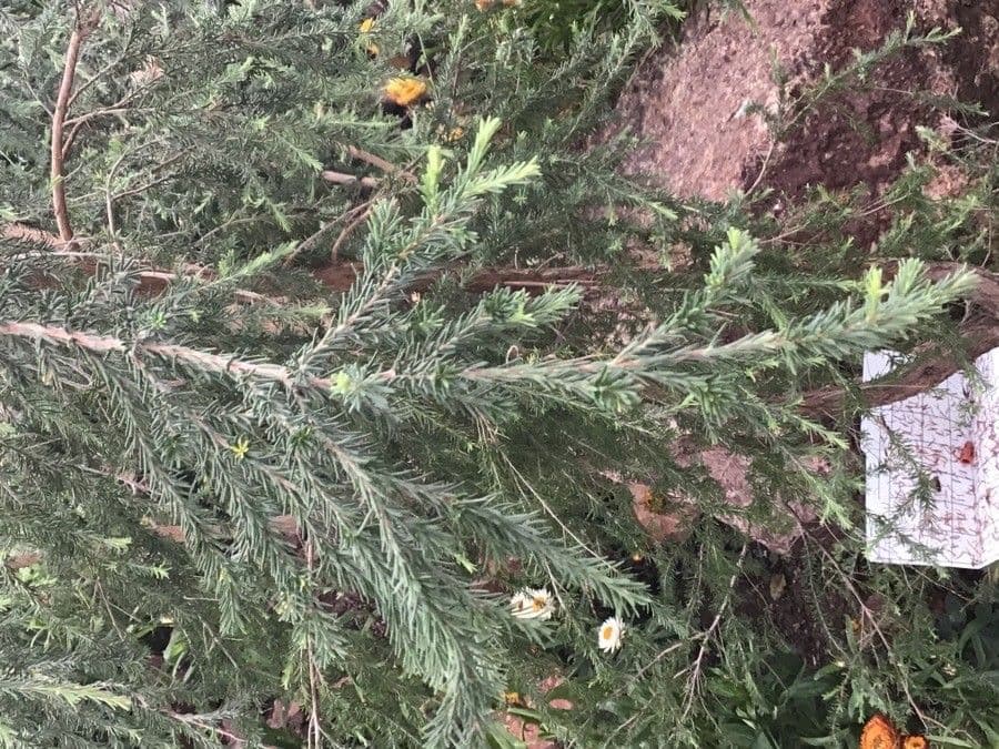 Kunzea