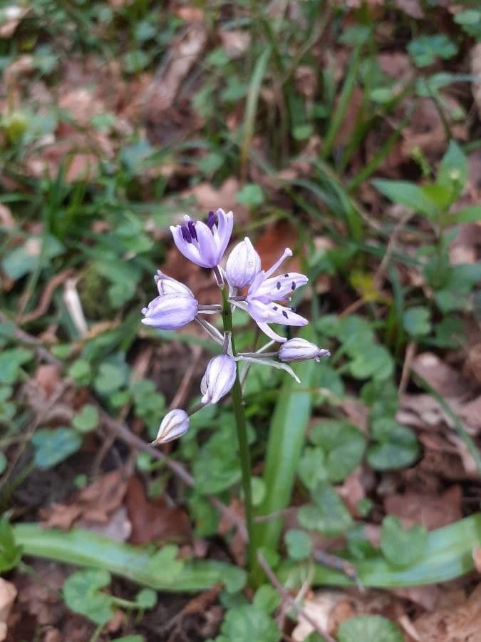 Scilla lilio-hyacinthus
